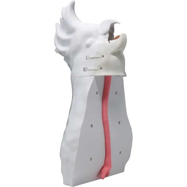 Cockatoo Intubation - Image 3