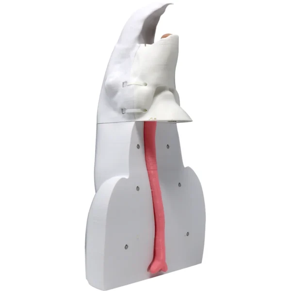 Macaw Intubation - Image 2