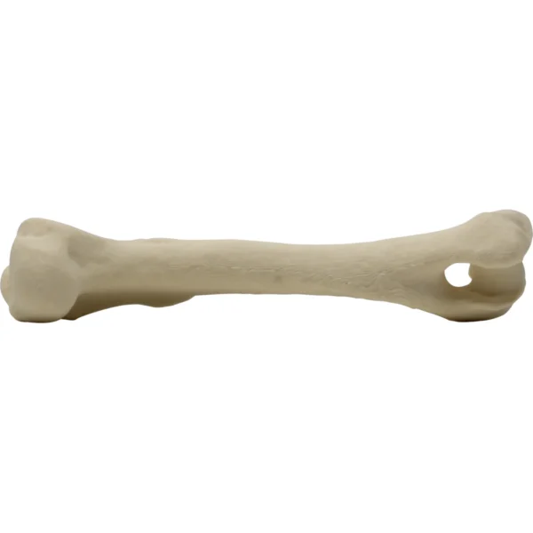 Canine Humerus Left