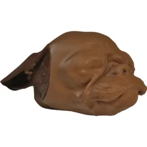 Canine Otoscopy