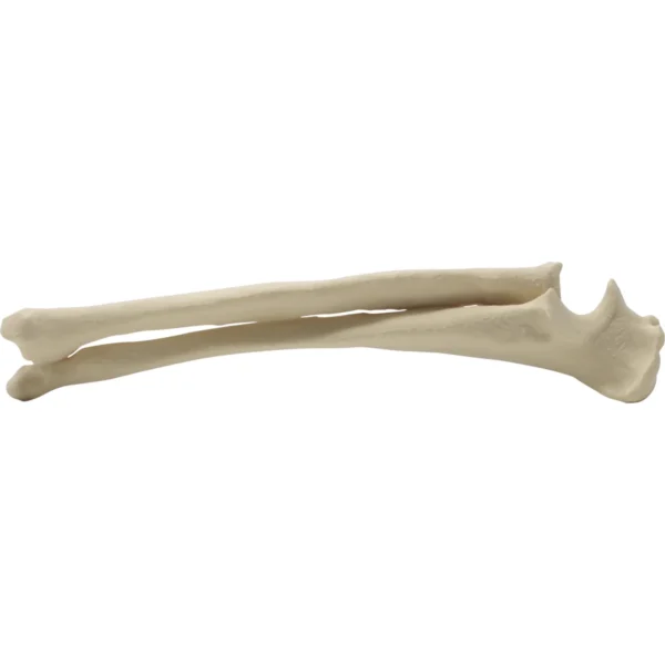Canine Radius/Ulna Right