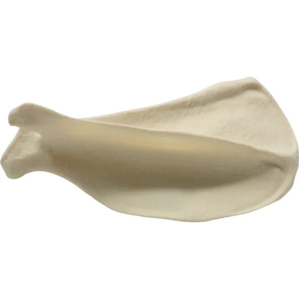 Canine Scapula Right