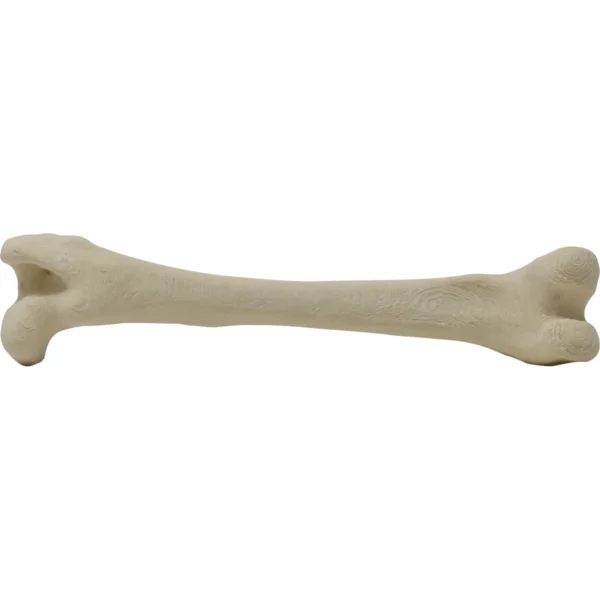Canine Femur Left