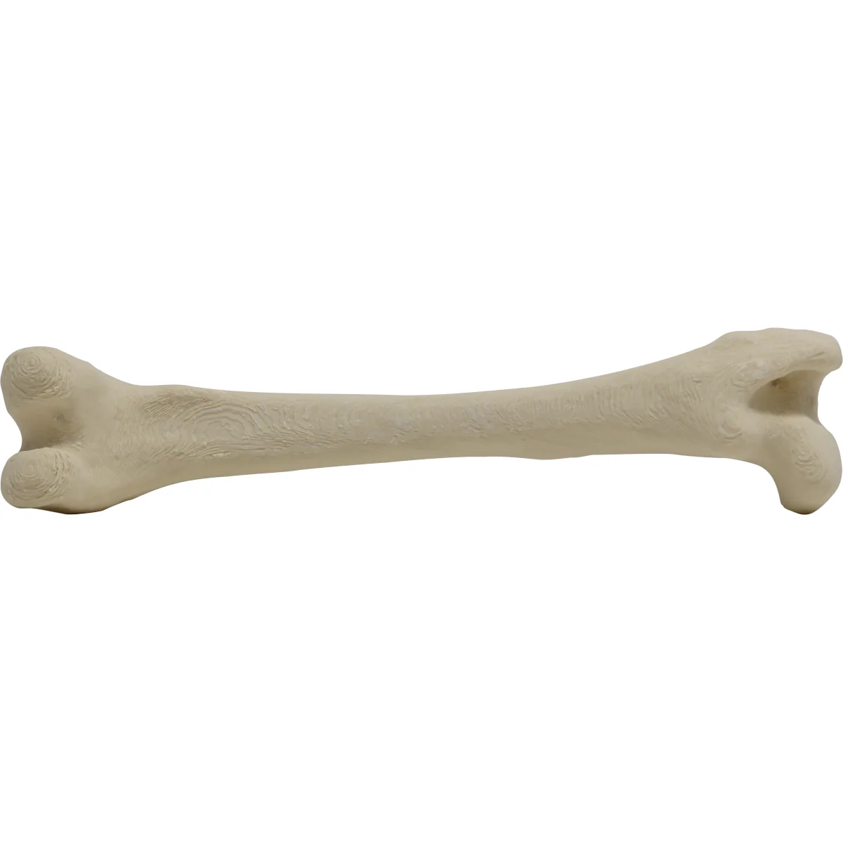 Canine Femur Right