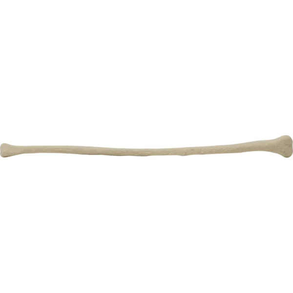 Canine Fibula Left