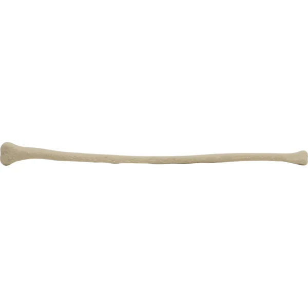 Canine Fibula Right