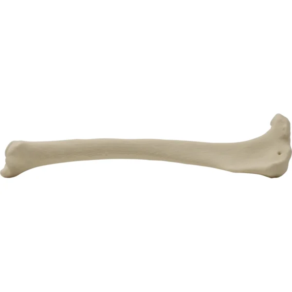Canine Tibia Left