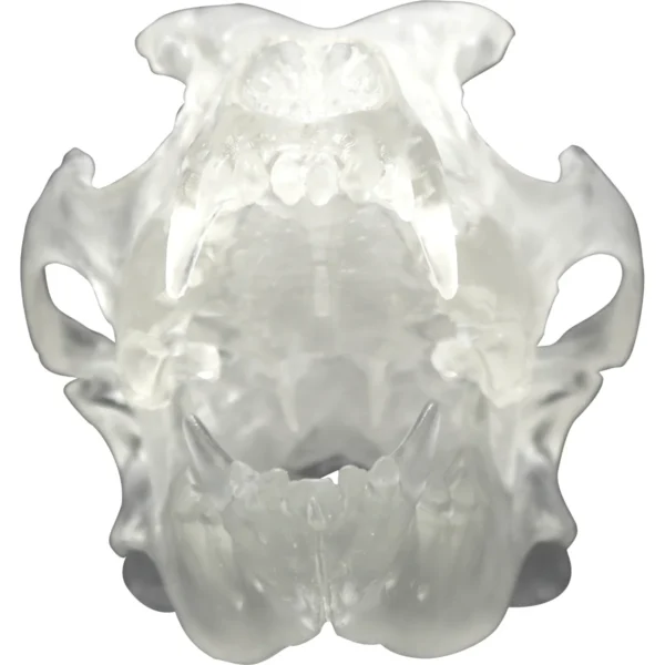Clear Canine Skull - Image 3