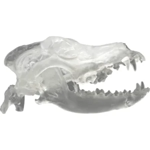 Clear Canine Skull
