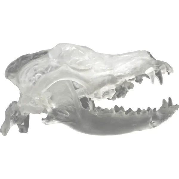 Clear Canine Skull