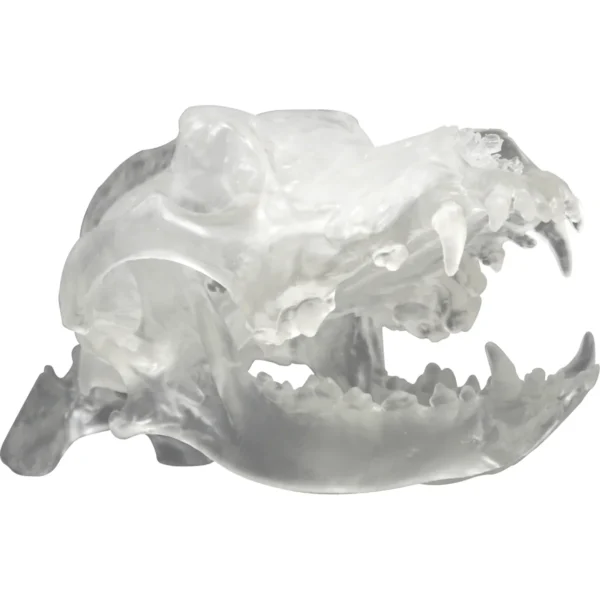 Clear Canine Skull - Image 2
