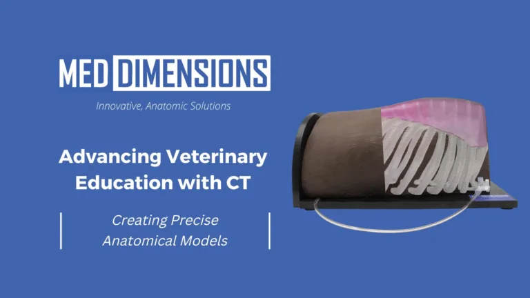 Advancing Veterinary Education with CT: Creating Precise Anatomical Models