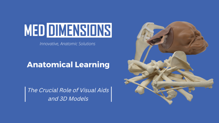 Anatomical Learning: The Crucial Role of Visual Aids and 3D Models