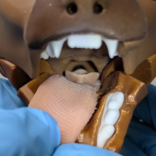 Feline Intubation - Image 5