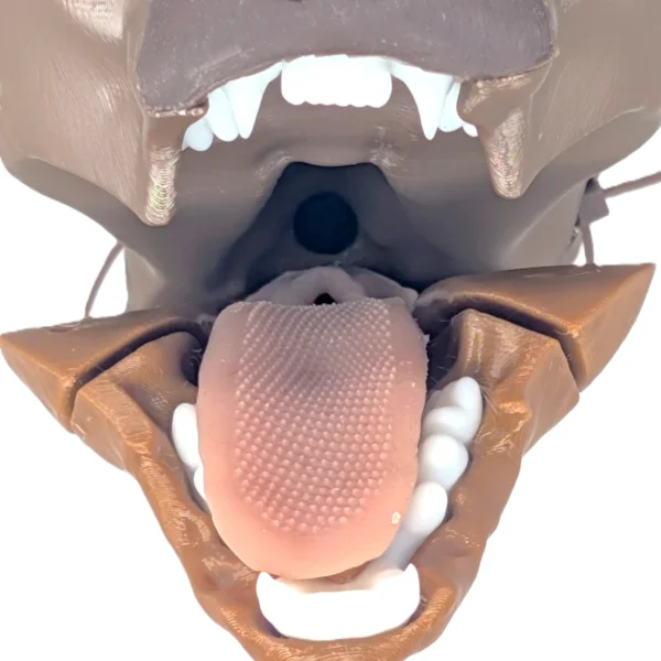 Feline Intubation - Image 4